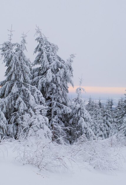 Foto natürliche schönheit im winter schönes schnee natur landschaft reisen abenteuer