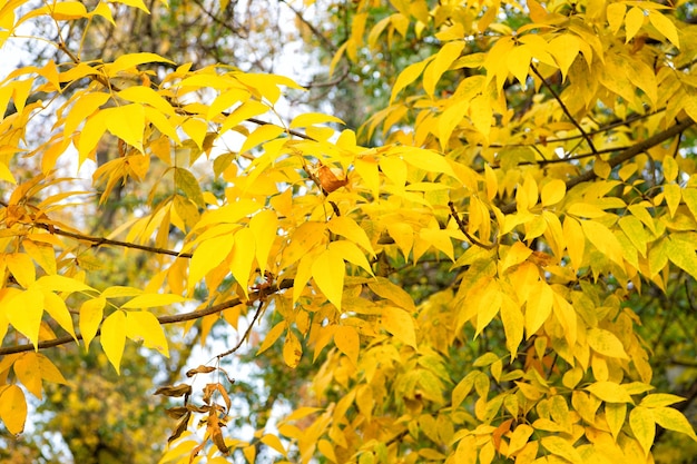 Natürliche Schönheit mit optisch fesselnder Farbe. Zweig mit Herbstlaub. Herbstzweig auf Himmelshintergrund. Baumzweig mit gelben Blättern. Gelber Zweig. Herbst Natur. Schönes Laub.