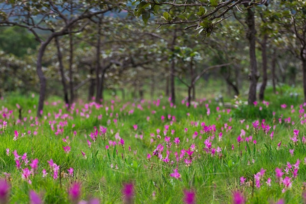 Natürliche Siam-Tulpen im Nebel am Wald von Thailand