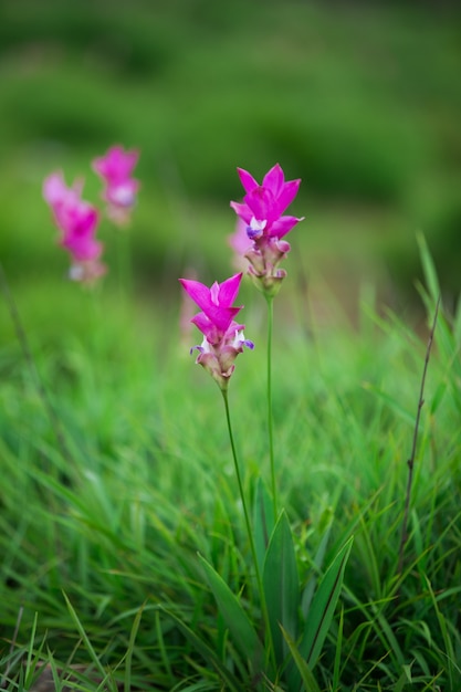 Natürliche Siam-Tulpen im Nebel am Wald von Thailand