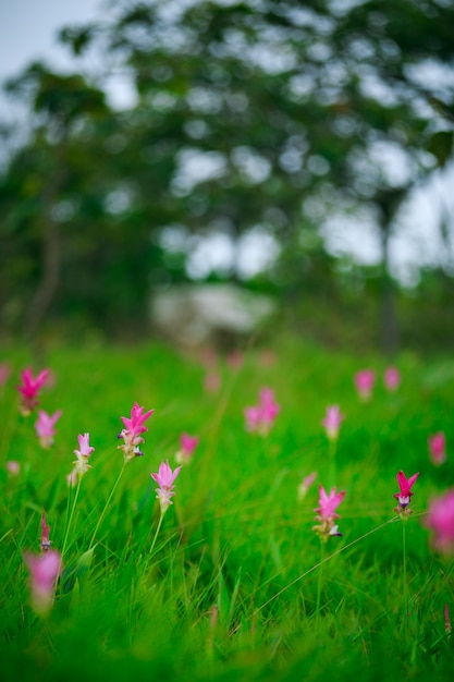 Natürliche Siam-Tulpen im Nebel am Wald von Thailand