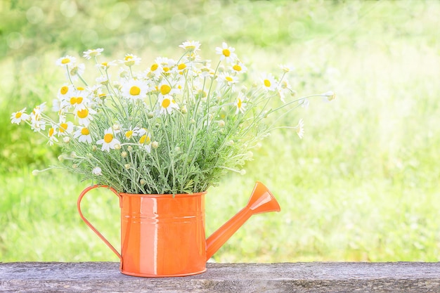 Natürliche Tapete mit einem Strauß Gänseblümchen mit Kopierraum