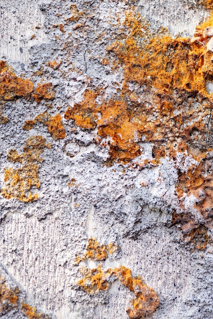 Natürliche Textur des alten schimmeligen Wildholzstammes von beigegrauer Farbe mit dunkelorangen Flecken auf Baum, die der Mondoberfläche voller Krater ähneln, die sich tief im Wald befinden