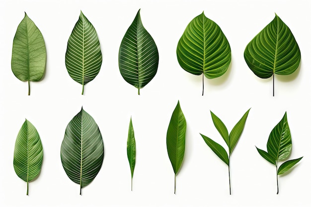 Natürliche tropische grüne Blätter isoliert auf weißem Hintergrund variieren je nach pflanzlicher generativer KI
