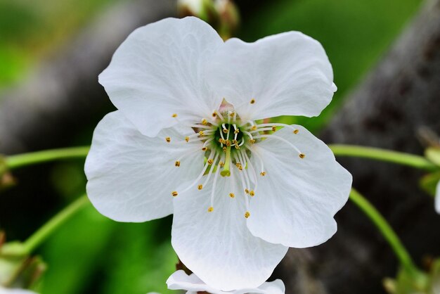 Natürliche und wilde Blumen Kirschblüte