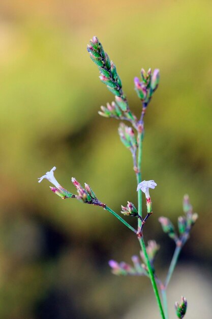 Natürliche und wilde Blumen Limonium Alicunense