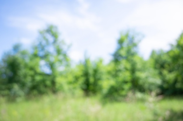 Natürliche verschwommene Landschaft im Sommer oder Frühling. defokussierter grüner Wald.