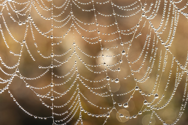 Natürlicher abstrakter Hintergrund mit glitzernden Wassertropfen auf einem Spinnennetz.