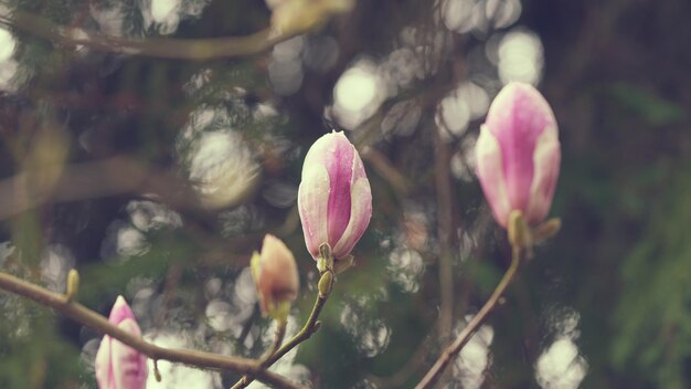 Foto natürlicher abstrakter hintergrund rosa magnolienblumen auf den zweigen