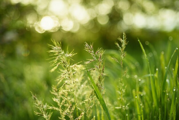 Natürlicher abstrakter sonniger Hintergrund