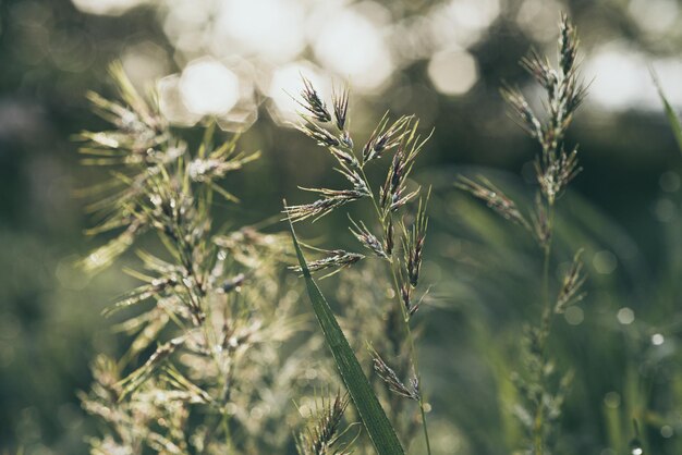 Natürlicher abstrakter sonniger Hintergrund