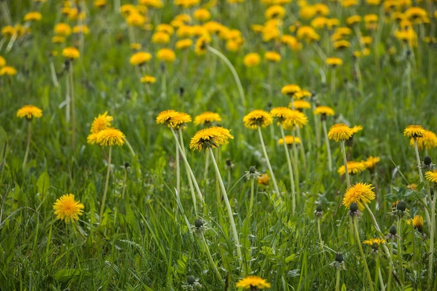 Natürlicher Blumenfrühlingshintergrund gelber Löwenzahn im Feld