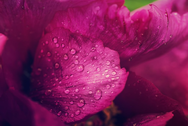Natürlicher Blumenhintergrund aus rosa nassen Pfingstrosenblütenblättern mit Wassertropfen, Makro Nahaufnahme Bild
