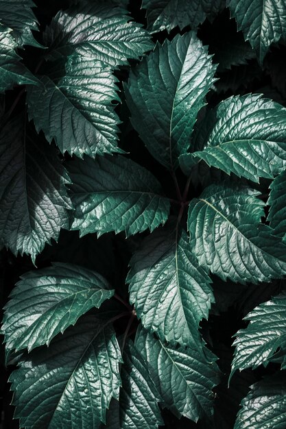 Foto natürlicher blumenhintergrund aus traubenblättern