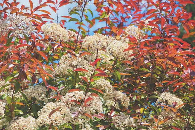 Natürlicher Blumenhintergrund Blühende Vogelkirschbäume im Garten