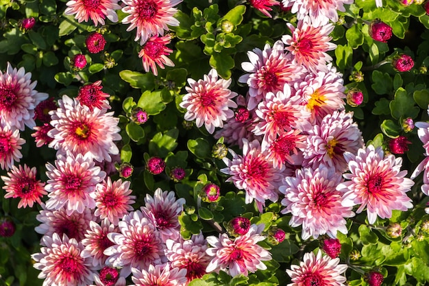 natürlicher Blumenhintergrund. Blüten von weißen und rosa Chrysanthemen aus nächster Nähe