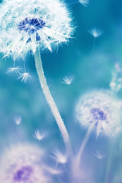 Natürlicher Blumenhintergrund des Sommers Weißer Löwenzahn auf einem blauen und rosafarbenen Hintergrund Weicher Fokus