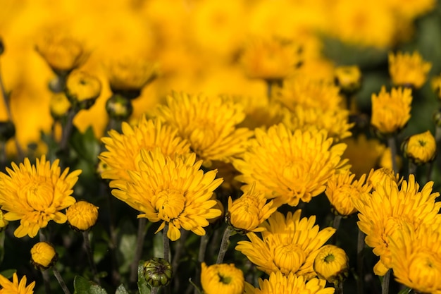 natürlicher Blumenhintergrund. gelbe Chrysanthemenblüten aus nächster Nähe