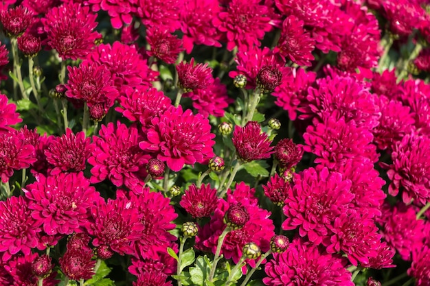 natürlicher Blumenhintergrund. Rosa Chrysanthemenblüten aus nächster Nähe