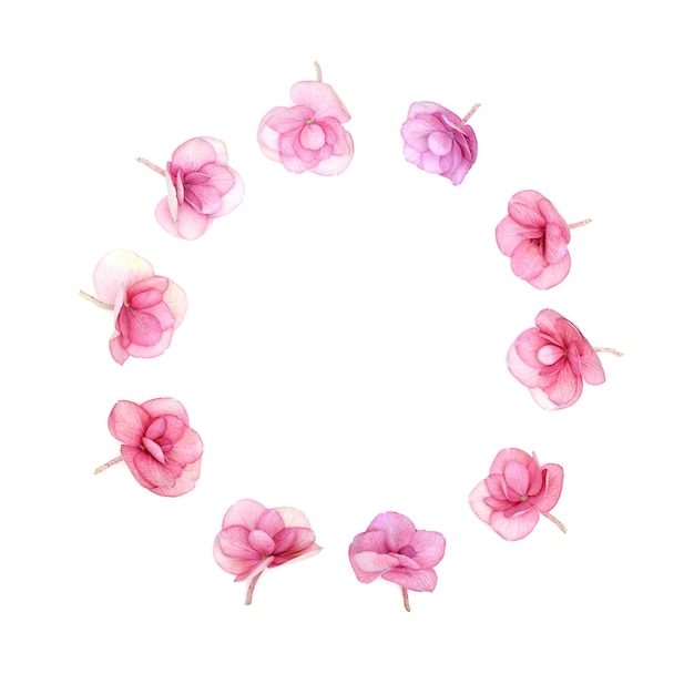 Natürlicher blumiger Rahmen kleine Hortensie rosa Blumen minimaler Blumenstil Frische Blume Nahaufnahme Kopierraum Frühlingsferienkonzept für Muttertag 8. März Frauentag