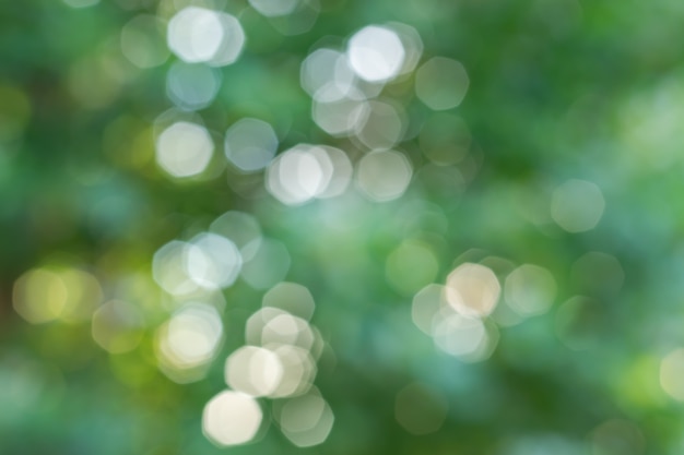 Foto natürlicher bokeh hintergrund mit grünen blättern von bäumen und von himmel.