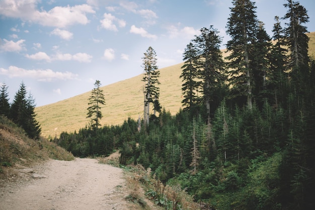 Natürlicher Fichtenwald, sommergrüne Fichten, ländliche Landschaft, wunderschöne Naturkulisse