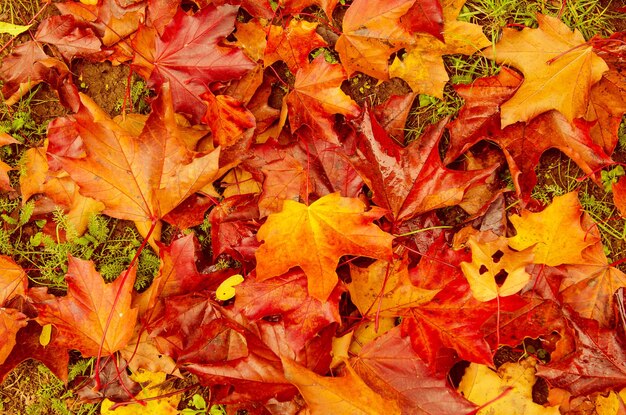 Natürlicher flacher Hintergrund des Herbstes mit bunten roten Ahornblättern auf einem grünen Gras