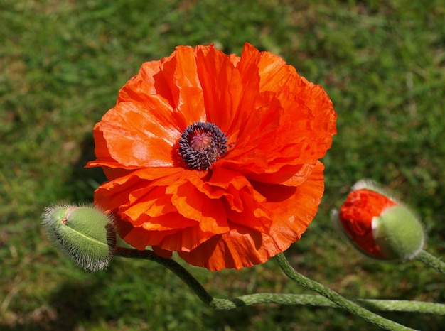 Natürlicher Frühlingsmohn und Gänseblümchen auf der Wiese