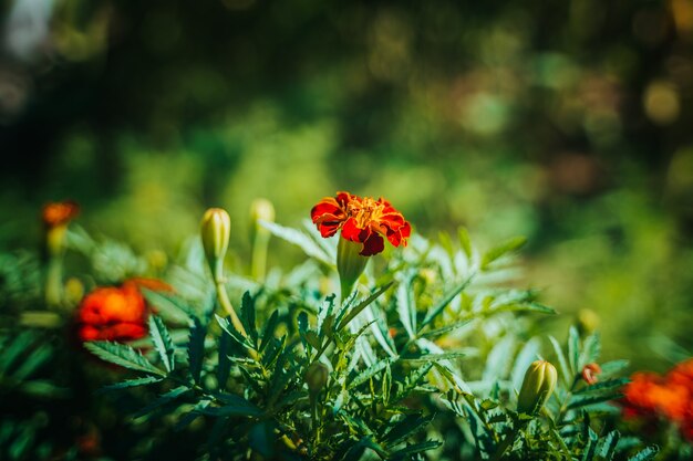 Natürlicher Gartenhintergrund mit schönen Blumen