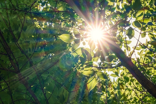 Natürlicher grüner Blätterhintergrund mit Sonnenstrahlen