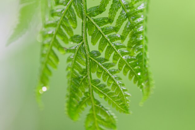 Natürlicher grüner Blatthintergrund und Bokeh