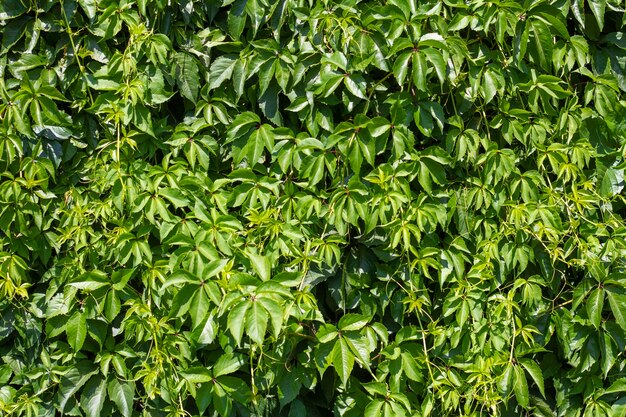 Natürlicher grüner Hintergrund von Efeublättern, die an der Wand oder dem Zaun des Gartens wachsen