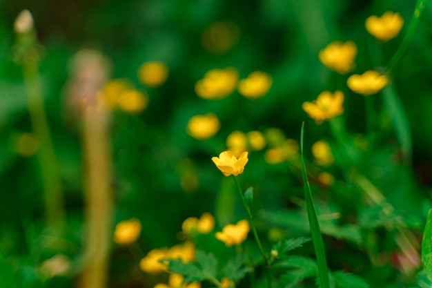 Natürlicher grüner Hintergrund von gelben Blumen