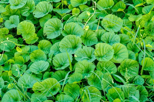 Natürlicher grüner Hintergrund