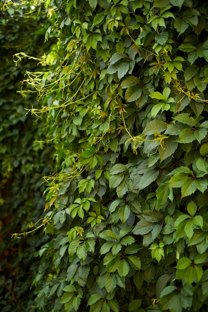 Natürlicher grüner Unschärfehintergrund im Sonnenlicht, abstraktes rundes bokeh von den grünen Blättern