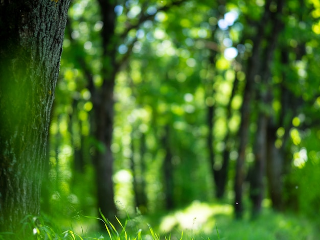 Natürlicher grüner Wald