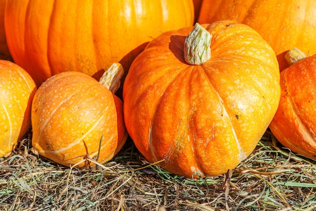Natürlicher Herbst-Fall-Ansicht-Kürbis auf Öko-Bauernhof-Hintergrund inspirierende Oktober- oder September-Tapete