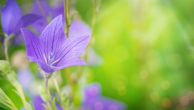 Natürlicher Hintergrund blühender violetter Blumen Platz kopieren