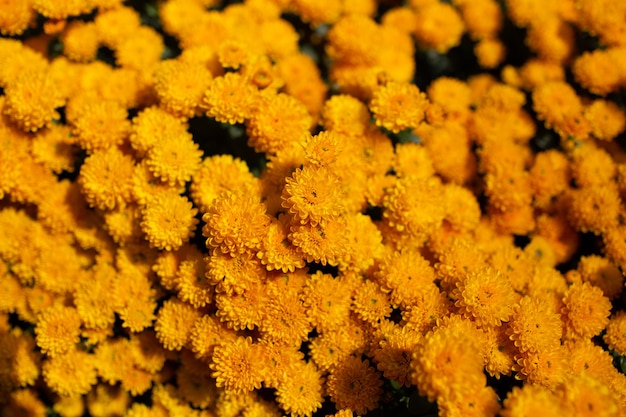 Natürlicher Hintergrund der blühenden schönen goldenen Chrysanthemen.