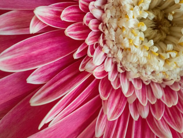 Natürlicher Hintergrund der rosa Blumennahaufnahme