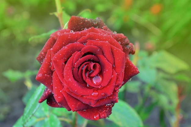 Natürlicher Hintergrund der roten Rosen Roter rosafarbener Blumenhintergrund