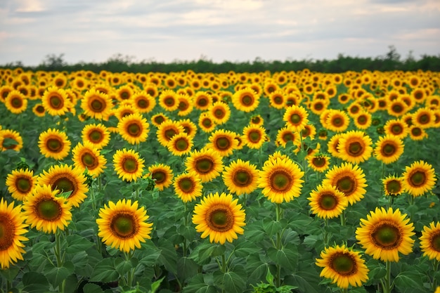 Natürlicher Hintergrund der Sonnenblume. Sonnenblumen blühen am bewölkten Tag. Nahaufnahme von Pflanzen.