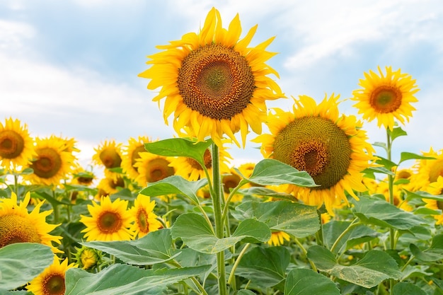 Natürlicher Hintergrund der Sonnenblume