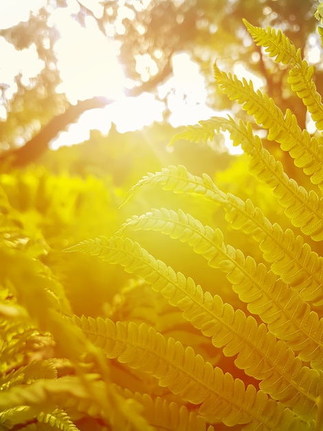 Foto natürlicher hintergrund des grünen waldfarns im weichen sonnenlicht. goldener farbverlaufseffekt.
