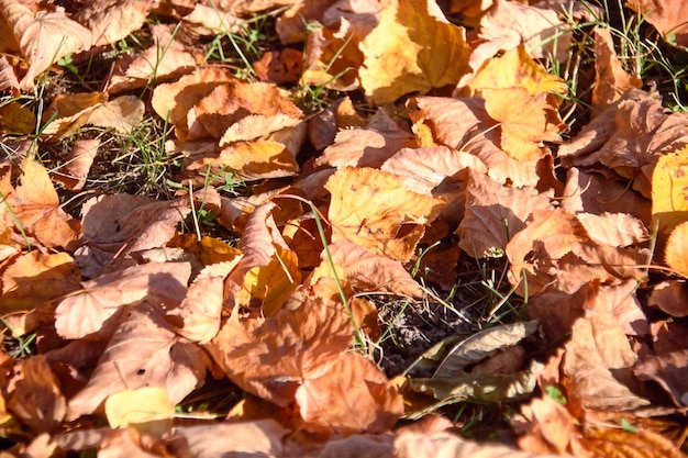 Natürlicher Hintergrund des Herbstes gelbe Blätter Hintergrund