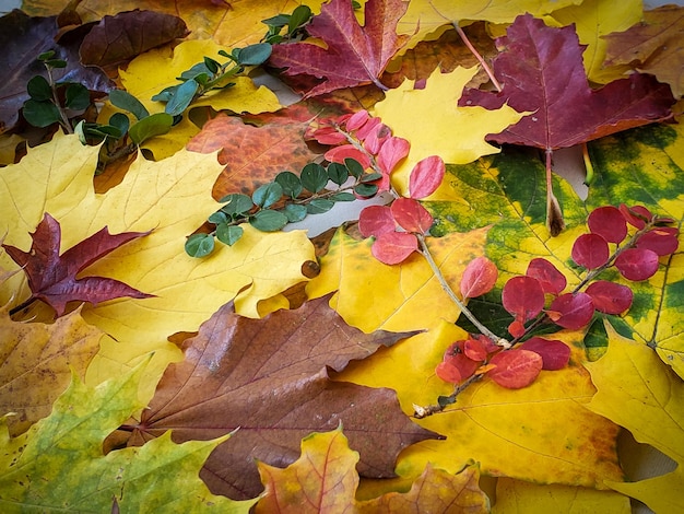 Natürlicher Hintergrund des Herbstes, helle gefallene Blätter