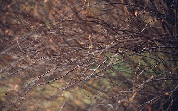 Natürlicher Hintergrund, dünne Äste, Zweige, Unschärfe im Hintergrund. Herbstsaison.