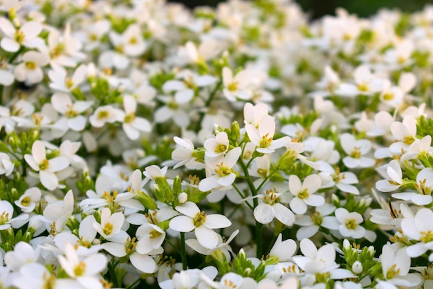 natürlicher hintergrund kleine weiße blumen