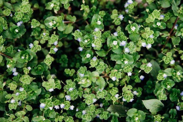 Natürlicher Hintergrund kleiner blauer Blüten zwischen grünen Blättern Schönheit liegt in der Natur Das Konzept des Frühlingsbeginns und der Wärme