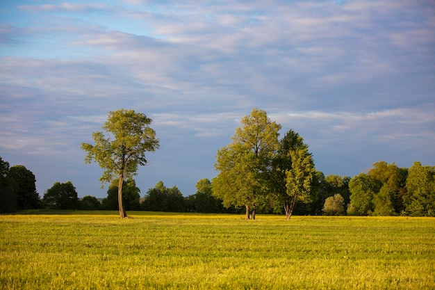 Natürlicher Hintergrund Mehrere Bäume wachsen auf einer grünen Wiese vor blauem Himmel